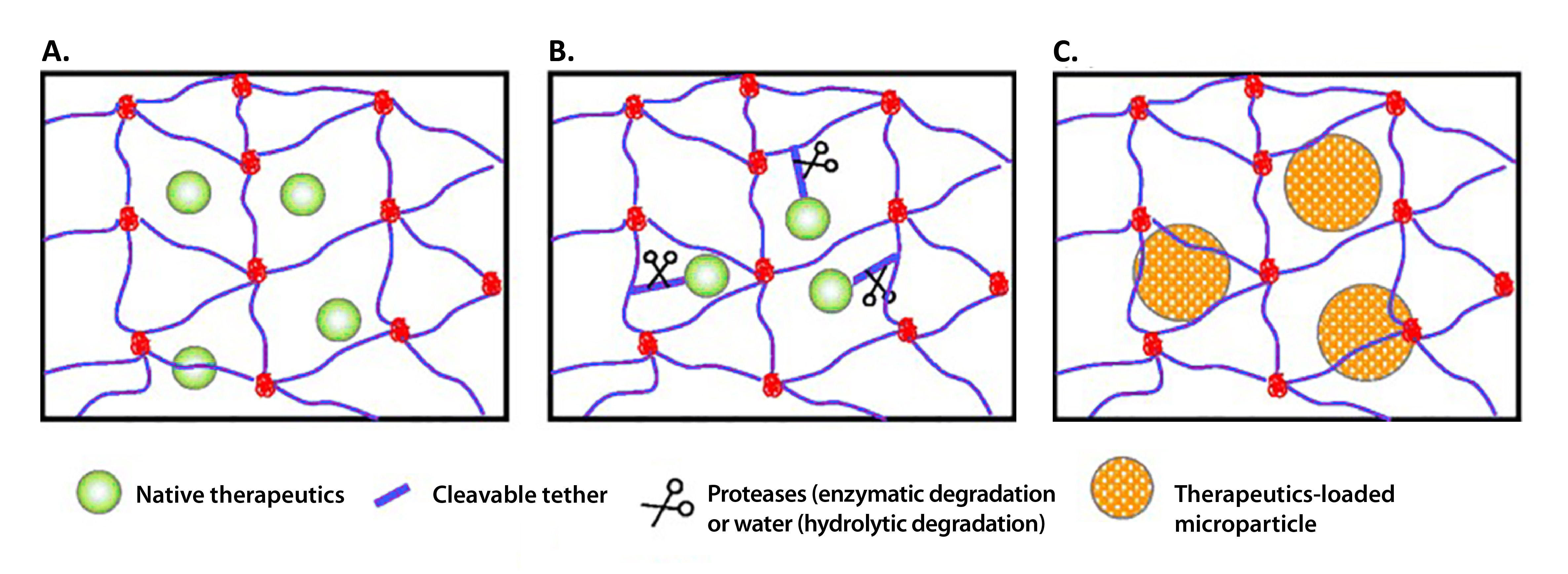chematic structures of PEG hydrogels formed via: A chain-growth, B step-growth, and C mixed-mode step and chain growth polymerization.